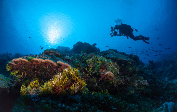 korallrev - marshallöarna bildbanksfoton och bilder