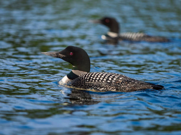 istock Common loons swim on a lake 1017418582