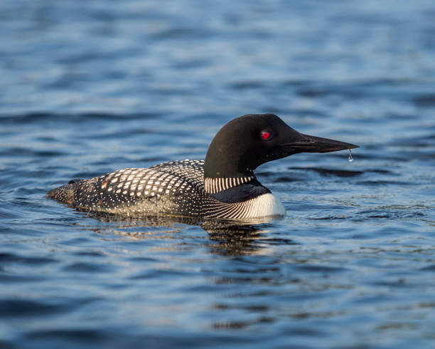 Common loon swims on a lake Common loon on Lake Monroe, Parc National du Mont Tremblant, Quebec common loon photos stock pictures, royalty-free photos & images