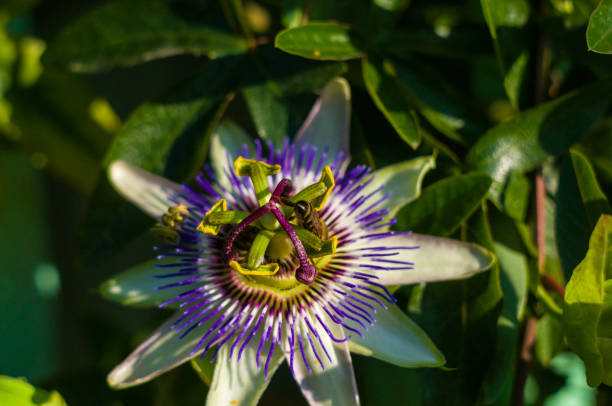 istock passion flower Passiflora caerulea Passionflower against green garden background 1017420966