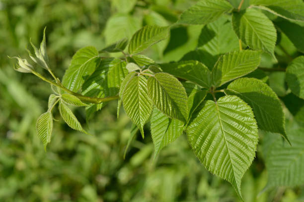 istock Green leaves BlackBerry. Background. 1017424698