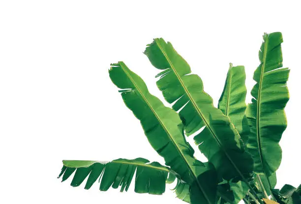 Photo of tropical banana palm leaf isolated on white background with clipping path for design elements.