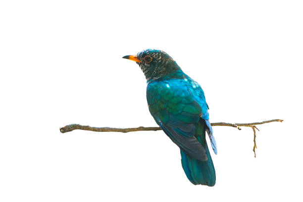 istock Asian Emerald Cuckoo isolated on white background 1017443792