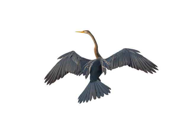 istock Oriental darter,Snakebird isolated on white background 1017445352
