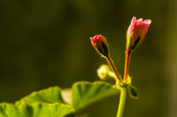 Lovely pink and white Pelargonium Geranium flowers, close up