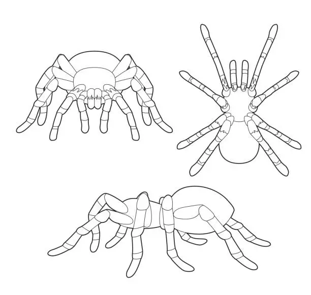 Vector illustration of Insect Set Tarantula Cartoon Vector Coloring Book