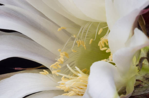 istock Cactus echinopsis tubiflora 1017448598