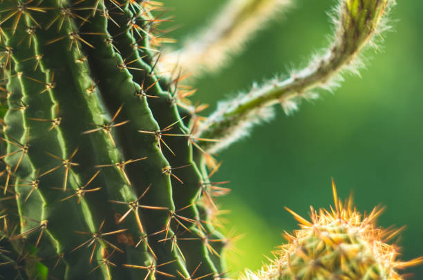 istock Cactus echinopsis tubiflora 1017448698