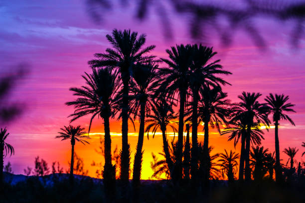 Sunrise At A Desert Oasis © 2018 Denise Vasquez borrego springs photos stock pictures, royalty-free photos & images