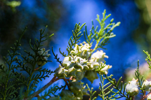 istock Incense cedar tree Calocedrus decurrens branch close up. 1017453066