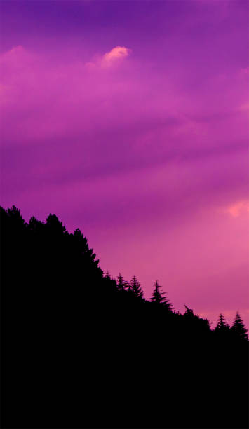 istock Beautiful sunset sky over the pine forest at hillside 1017453176