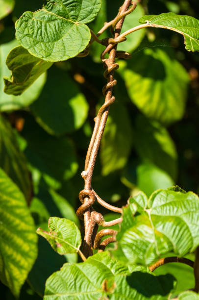 istock Green kiwi leaves on the vine, close up 1017455548