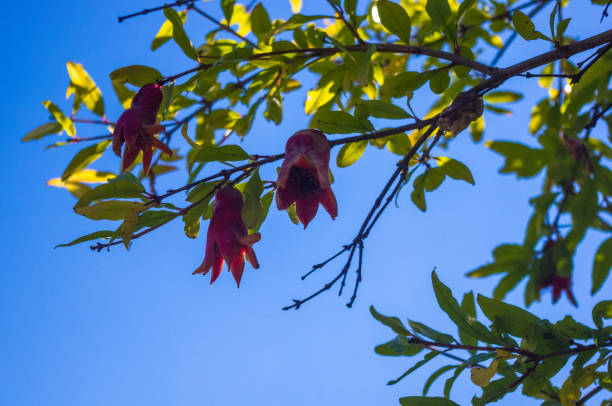 istock pomegranate fruit on a branch, close up 1017460116