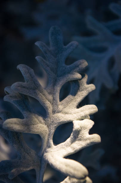 istock Silver dust Cineraria maritima in the garden, close up. 1017463506