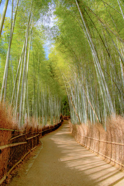 istock Beautiful Bamboo forest in Arashiyama at Kyoto 1017463612