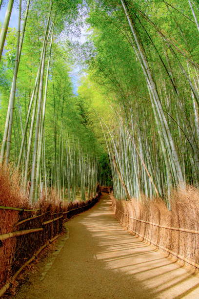 istock Beautiful Bamboo forest in Arashiyama at Kyoto 1017463650
