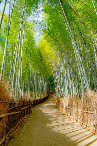 istock Beautiful Bamboo forest in Arashiyama at Kyoto 1017463654