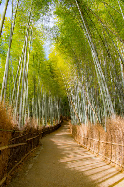 istock Beautiful Bamboo forest in Arashiyama at Kyoto 1017463682