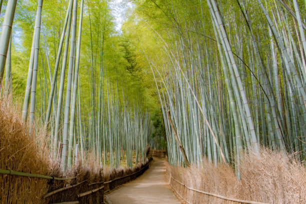 istock Beautiful Bamboo forest in Arashiyama at Kyoto 1017463744
