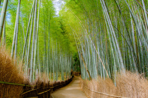 istock Beautiful Bamboo forest in Arashiyama at Kyoto 1017463748