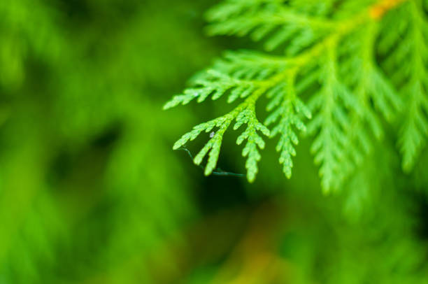 istock Incense cedar tree Calocedrus decurrens branch close up. 1017466718