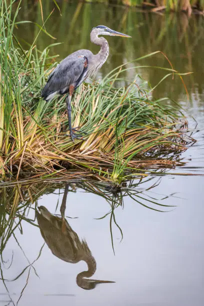 A great blue heron reflecting standing on reeds over a pond.