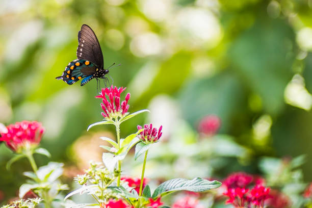 Butterfly and flowers