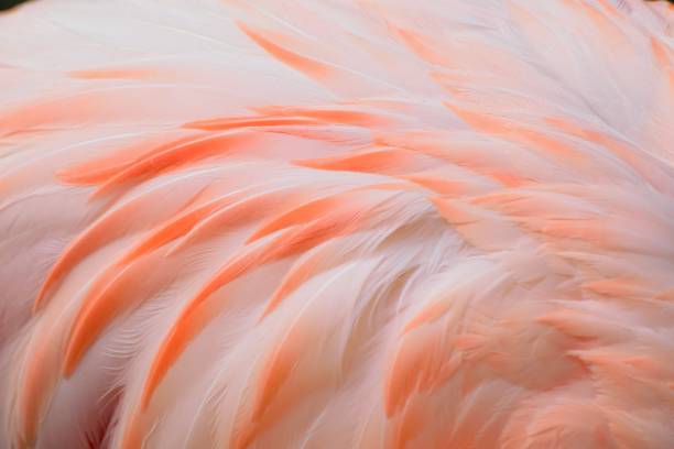 istock Macro texture of Flamingo bird feathers 1017472230