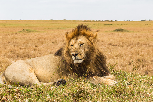 An African lion is resting on a hill. Kenya, Africa