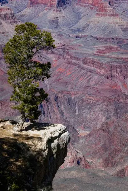 Wind sculpted tree at the top of the Grand Canyon.