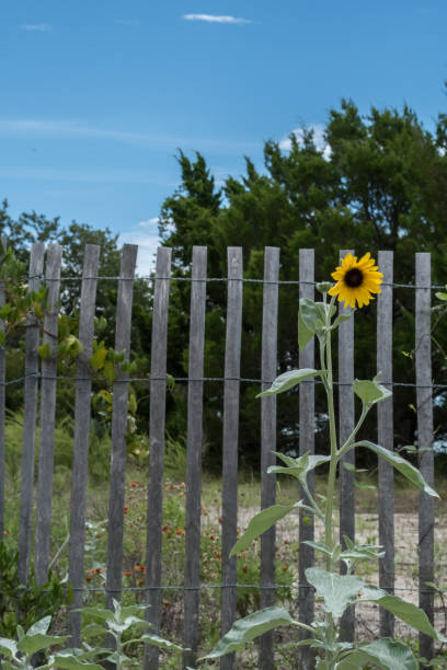 Single Sunflower standing tall by a weathered wooden fence This lone sunflower is standing tall in front of a wooden fence. Blue sky in the background and green grass and trees. The location of this flower is on Bald Head Island, North Carolina. Room for text and both a vertical and horizontal placement bald head island stock pictures, royalty-free photos & images