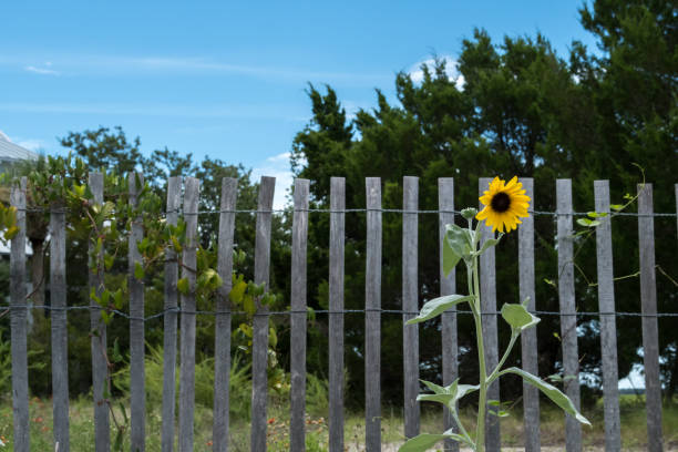 Single Sunflower standing tall by a weathered wooden fence This lone sunflower is standing tall in front of a wooden fence. Blue sky in the background and green grass and trees. The location of this flower is on Bald Head Island, North Carolina. Room for text and both a vertical and horizontal placement bald head island stock pictures, royalty-free photos & images