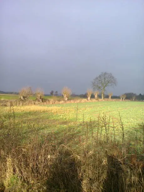 Unnatrual golden sun light on field and bare trees. Grey sky and two shadows off people.