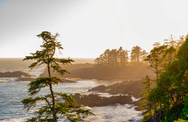 istock Shoreline at wild pacific trail in Ucluelet, Vancouver Island, BC 1017486832