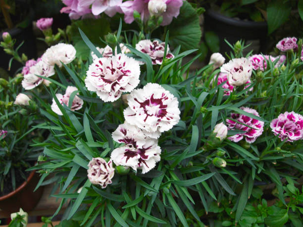 istock White and red bunch of carnation flowers 1017501694