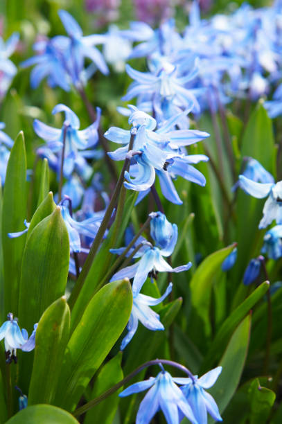 istock Scilla siberica blue spring flowers vertical 1017502004