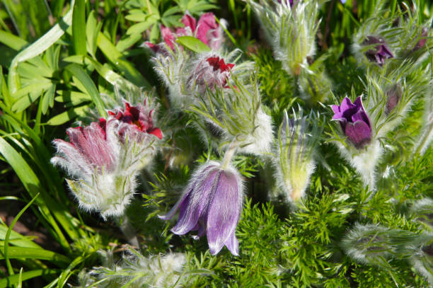 Pulsatilla vulgaris or pasque purple flowers with green Pulsatilla vulgaris or pasque purple flowers with green anemone ludoviciana stock pictures, royalty-free photos & images