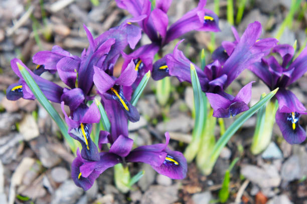 istock Iris reticulata purple flowers 1017502048