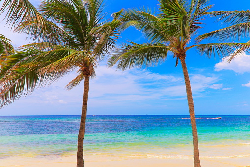 Idyllic Beach with tropical palm trees - Montego Bay - Jamaica, Caribbean sea