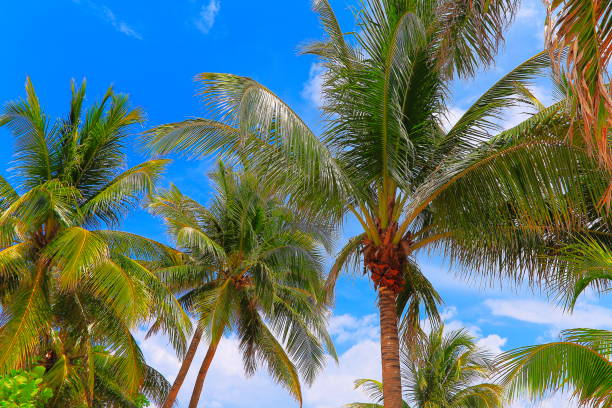 istock Polynesian tropical relax, under palm trees leafs foliage – Hawaii islands, USA 1017505228