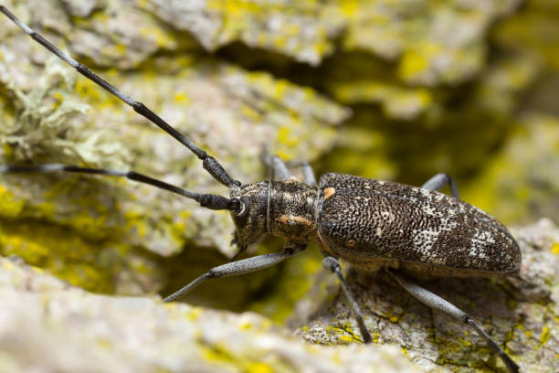 istock Pine sawer beetle, Monochamus galloprovincialis on pine bark 1017505350