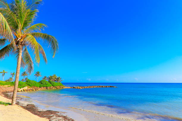 牧歌的なビーチ、熱帯のヤシの木 - モンテゴ ベイ - ジャマイカ、カリブ海 - beach sunrise waterbreak sea ストックフォトと画像