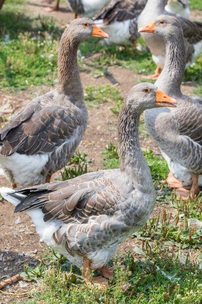 istock Domestic geese on a farm 1017526404