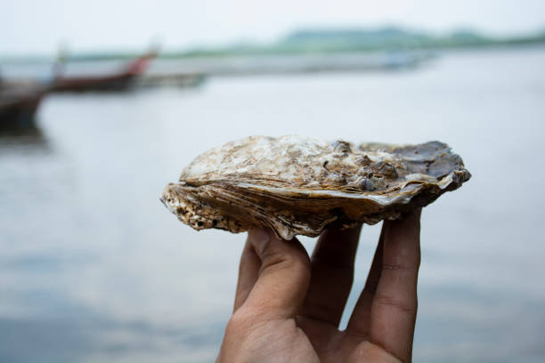 oyster - starfish underwater sea fish stock-fotos und bilder