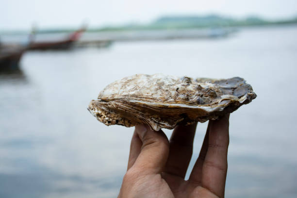 Oyster Oyster on hand dirty sea one body oyster photos stock pictures, royalty-free photos & images