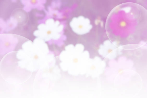 Background of colorful flower in blur concept stock photo