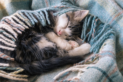 closeup of little tabby kitten sleeping curled up in blue tartan blanket