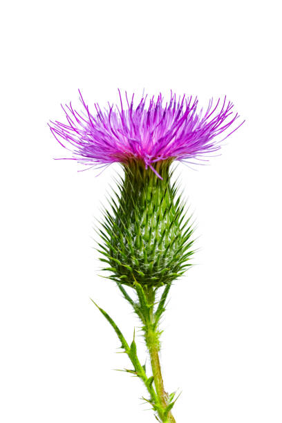 purple colored thistle wildflower isolated on white background - thorn spiked flower head blossom imagens e fotografias de stock