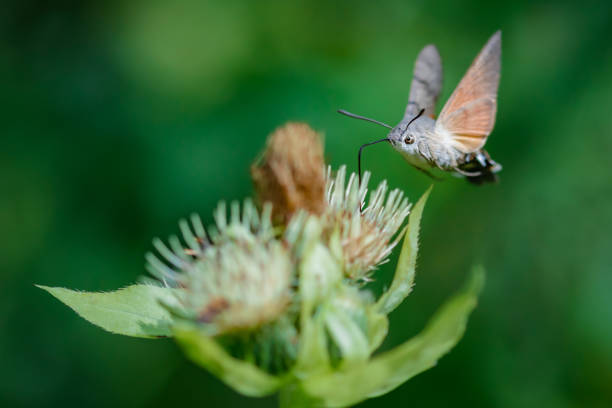istock Hummingbird hawk-moth (Macroglossum stellatarum) on a wildflower against green natural background 1017548268