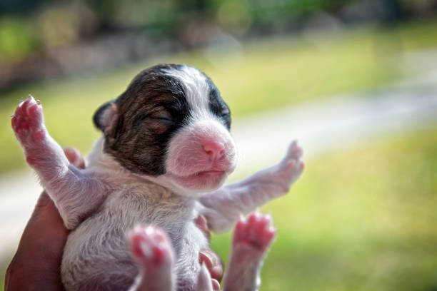 Days old Jack Russell puppy
